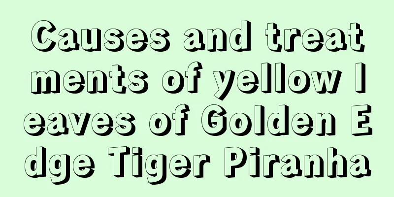 Causes and treatments of yellow leaves of Golden Edge Tiger Piranha