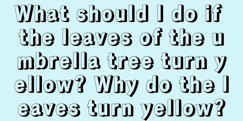 What should I do if the leaves of the umbrella tree turn yellow? Why do the leaves turn yellow?