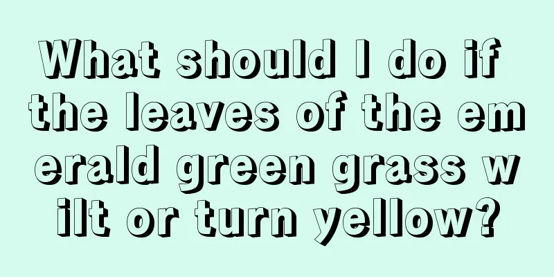 What should I do if the leaves of the emerald green grass wilt or turn yellow?