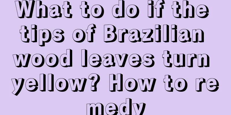 What to do if the tips of Brazilian wood leaves turn yellow? How to remedy