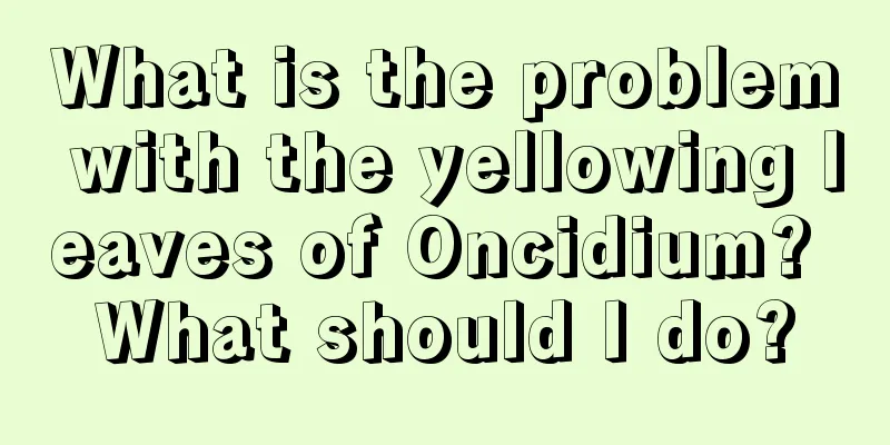 What is the problem with the yellowing leaves of Oncidium? What should I do?