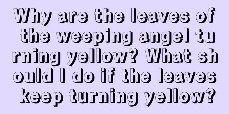 Why are the leaves of the weeping angel turning yellow? What should I do if the leaves keep turning yellow?