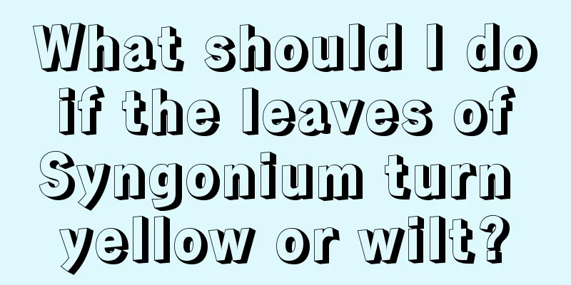 What should I do if the leaves of Syngonium turn yellow or wilt?