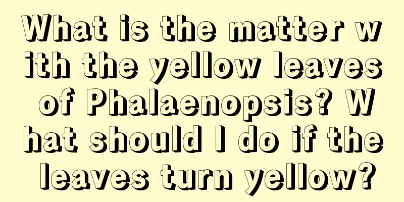 What is the matter with the yellow leaves of Phalaenopsis? What should I do if the leaves turn yellow?