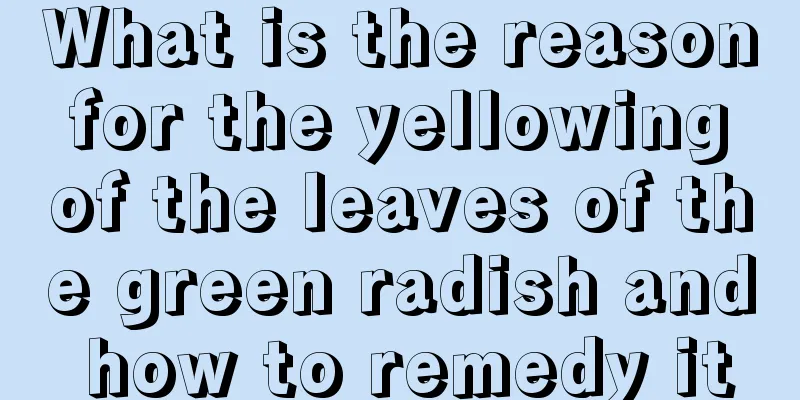 What is the reason for the yellowing of the leaves of the green radish and how to remedy it