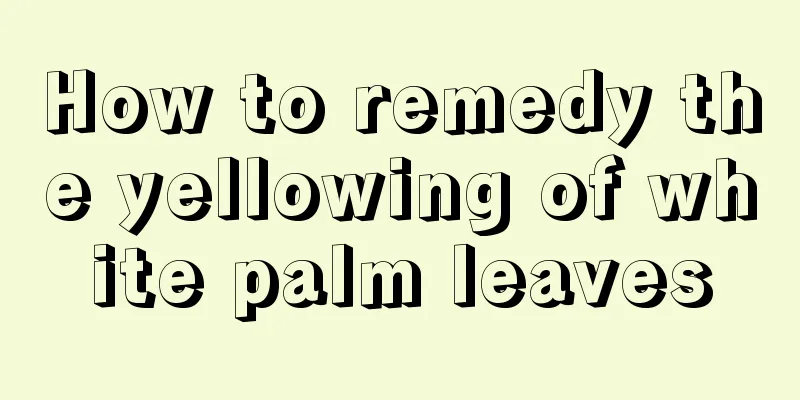 How to remedy the yellowing of white palm leaves