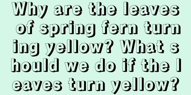 Why are the leaves of spring fern turning yellow? What should we do if the leaves turn yellow?