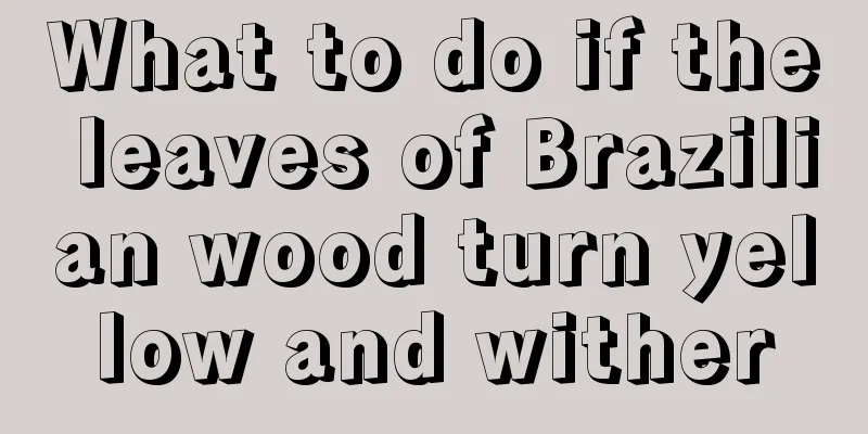 What to do if the leaves of Brazilian wood turn yellow and wither