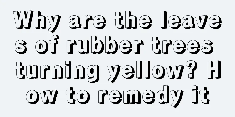 Why are the leaves of rubber trees turning yellow? How to remedy it