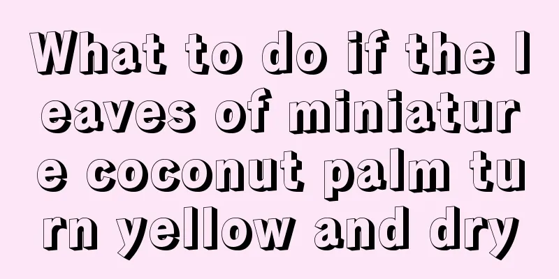 What to do if the leaves of miniature coconut palm turn yellow and dry