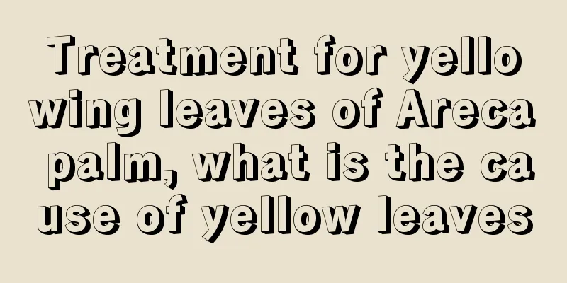 Treatment for yellowing leaves of Areca palm, what is the cause of yellow leaves