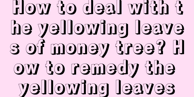 How to deal with the yellowing leaves of money tree? How to remedy the yellowing leaves