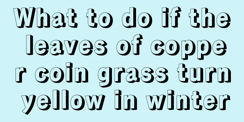 What to do if the leaves of copper coin grass turn yellow in winter