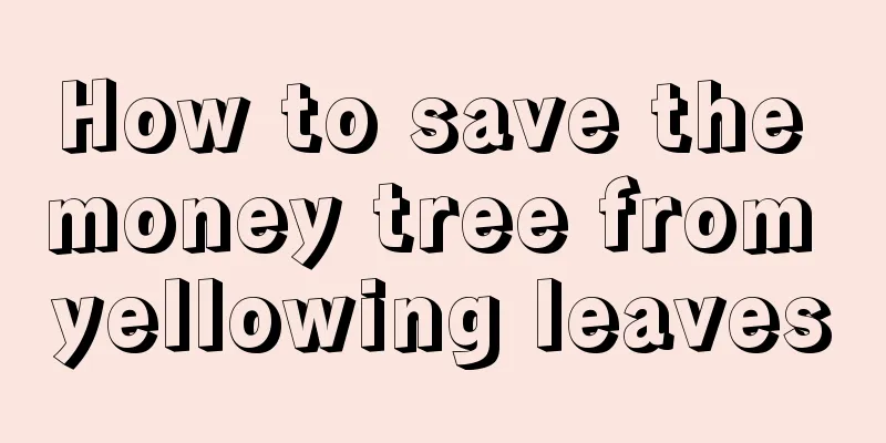 How to save the money tree from yellowing leaves