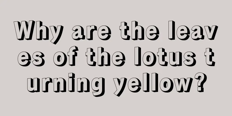 Why are the leaves of the lotus turning yellow?