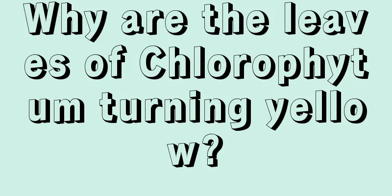 Why are the leaves of Chlorophytum turning yellow?