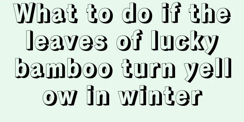 What to do if the leaves of lucky bamboo turn yellow in winter