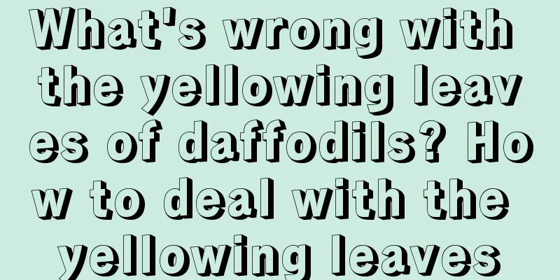 What's wrong with the yellowing leaves of daffodils? How to deal with the yellowing leaves