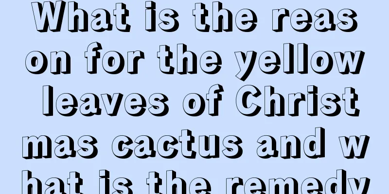 What is the reason for the yellow leaves of Christmas cactus and what is the remedy