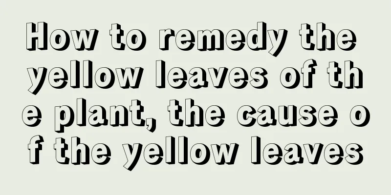 How to remedy the yellow leaves of the plant, the cause of the yellow leaves