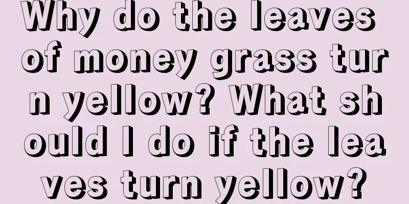 Why do the leaves of money grass turn yellow? What should I do if the leaves turn yellow?