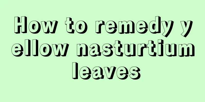 How to remedy yellow nasturtium leaves