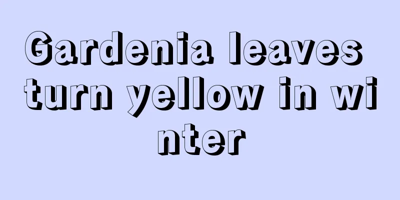 Gardenia leaves turn yellow in winter