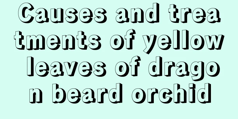 Causes and treatments of yellow leaves of dragon beard orchid