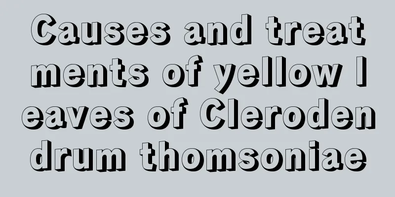 Causes and treatments of yellow leaves of Clerodendrum thomsoniae