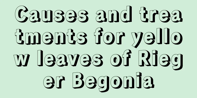 Causes and treatments for yellow leaves of Rieger Begonia