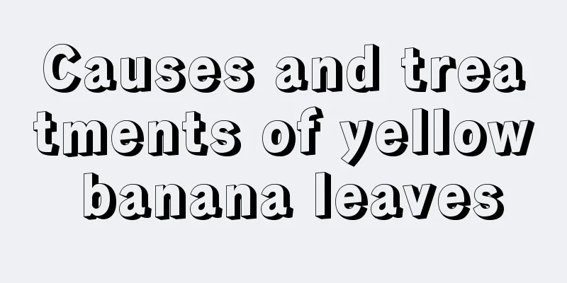 Causes and treatments of yellow banana leaves