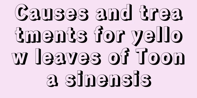 Causes and treatments for yellow leaves of Toona sinensis