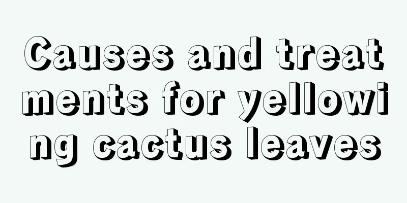 Causes and treatments for yellowing cactus leaves