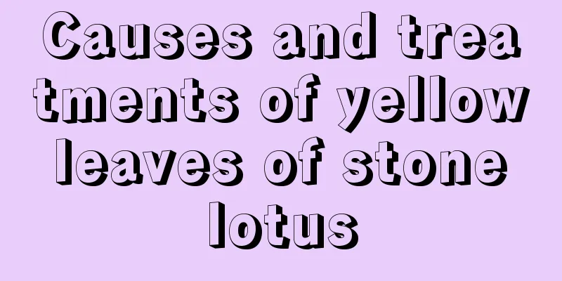 Causes and treatments of yellow leaves of stone lotus