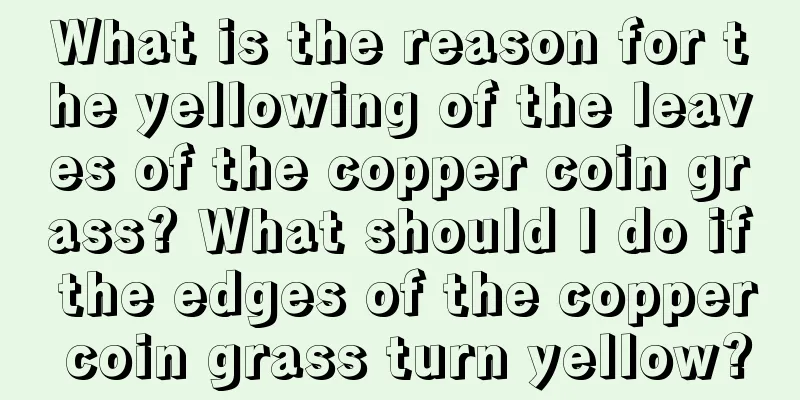 What is the reason for the yellowing of the leaves of the copper coin grass? What should I do if the edges of the copper coin grass turn yellow?