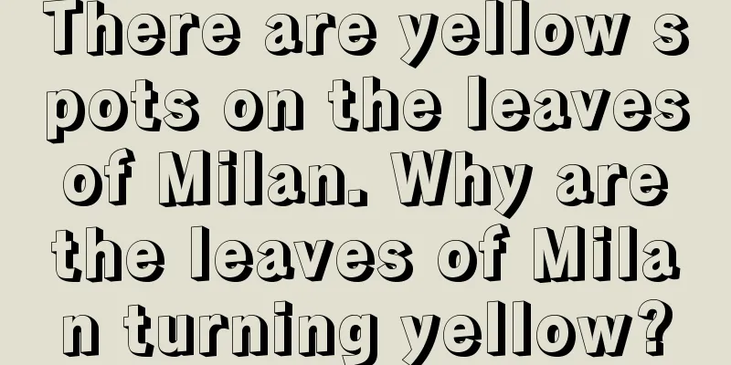 There are yellow spots on the leaves of Milan. Why are the leaves of Milan turning yellow?