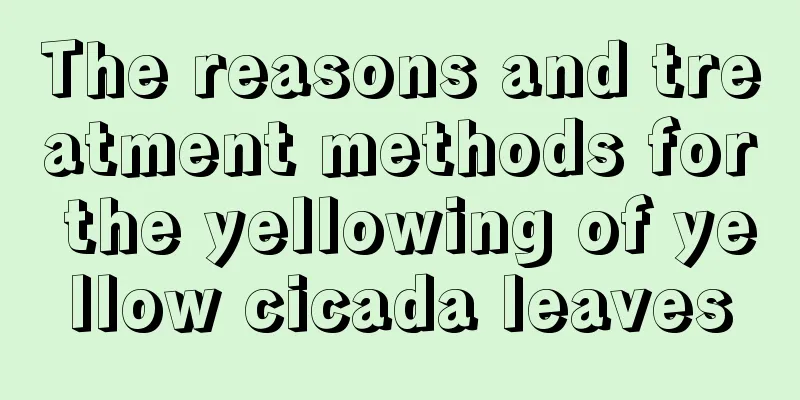 The reasons and treatment methods for the yellowing of yellow cicada leaves