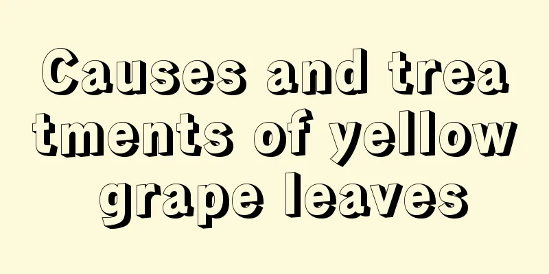 Causes and treatments of yellow grape leaves