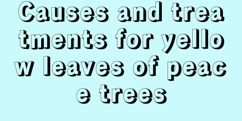 Causes and treatments for yellow leaves of peace trees