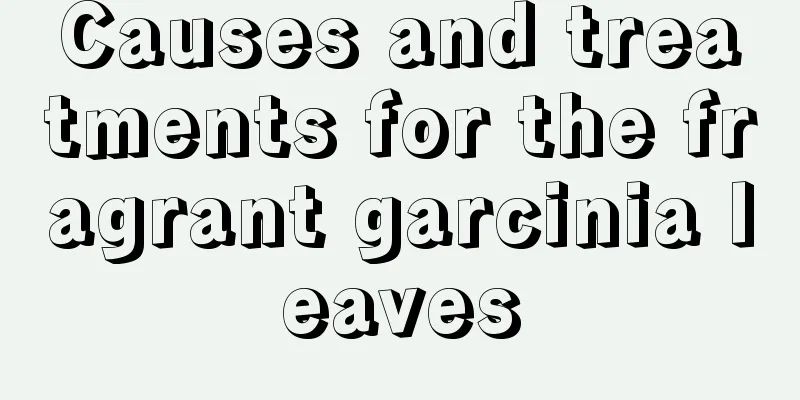 Causes and treatments for the fragrant garcinia leaves