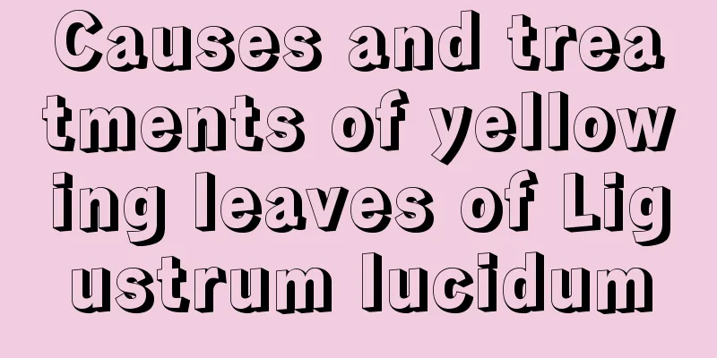 Causes and treatments of yellowing leaves of Ligustrum lucidum