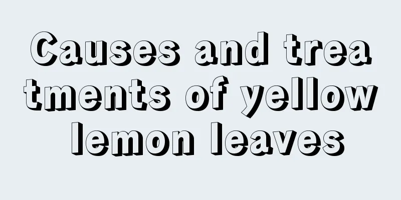 Causes and treatments of yellow lemon leaves