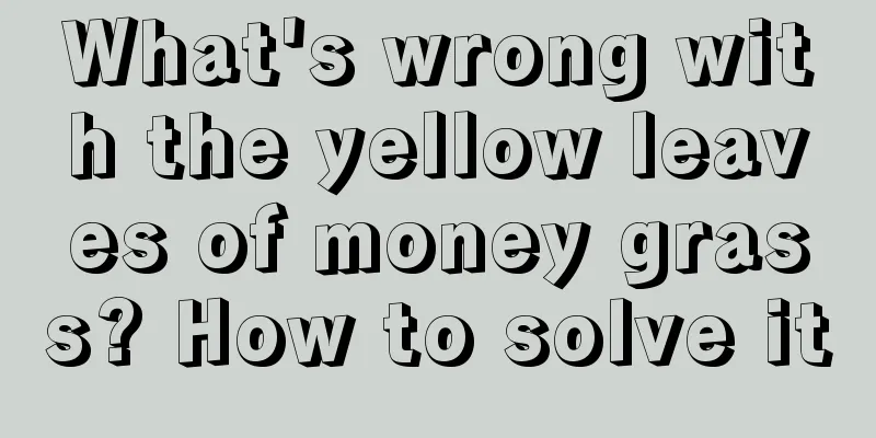 What's wrong with the yellow leaves of money grass? How to solve it