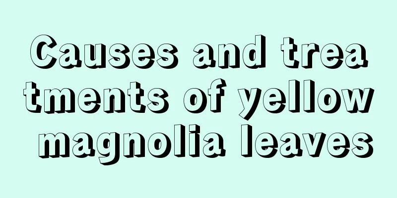 Causes and treatments of yellow magnolia leaves