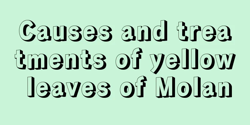 Causes and treatments of yellow leaves of Molan