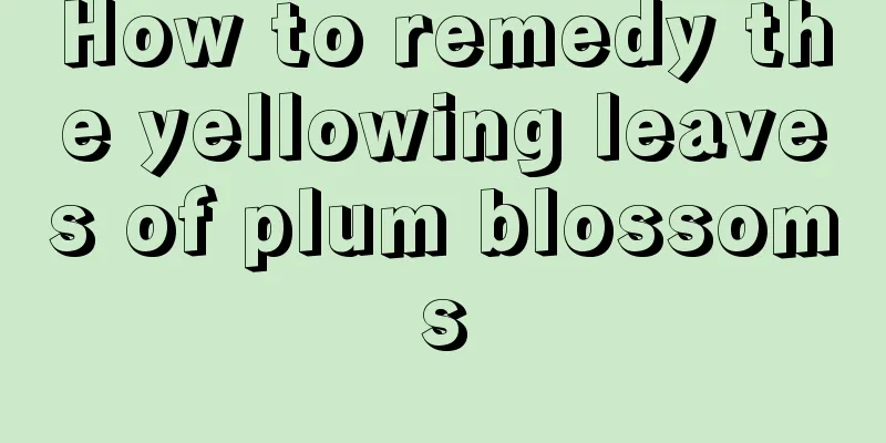 How to remedy the yellowing leaves of plum blossoms