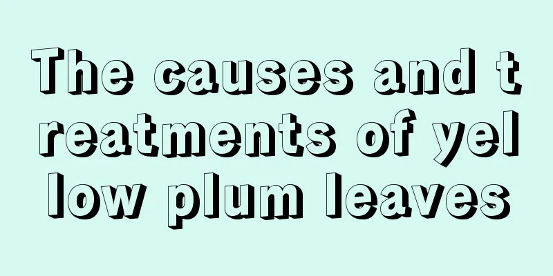 The causes and treatments of yellow plum leaves