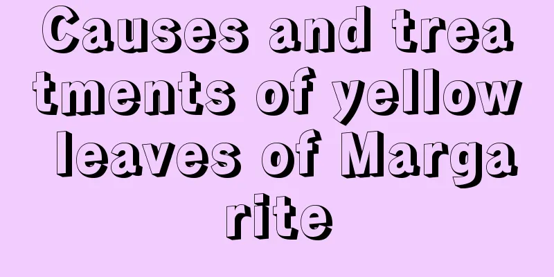 Causes and treatments of yellow leaves of Margarite