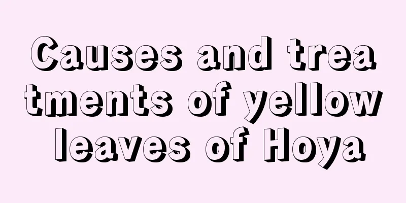 Causes and treatments of yellow leaves of Hoya