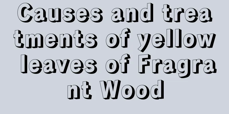 Causes and treatments of yellow leaves of Fragrant Wood